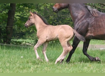 American Quarter Horse, Hengst, 1 Jahr, 154 cm, Grullo