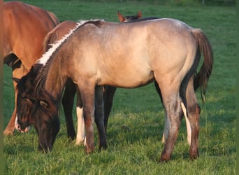 American Quarter Horse, Hengst, 1 Jahr, 154 cm, Grullo