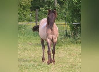 American Quarter Horse, Hengst, 1 Jahr, 154 cm, Grullo