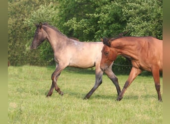American Quarter Horse, Hengst, 1 Jahr, 154 cm, Grullo