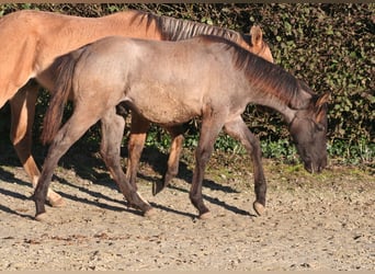 American Quarter Horse, Hengst, 1 Jahr, 154 cm, Grullo