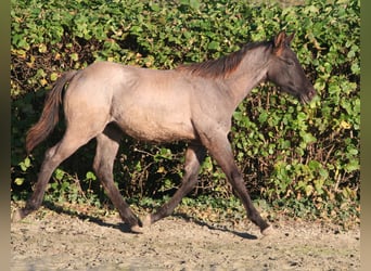 American Quarter Horse, Hengst, 1 Jahr, 154 cm, Grullo