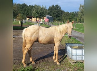 American Quarter Horse, Hengst, 1 Jahr, 154 cm, Palomino