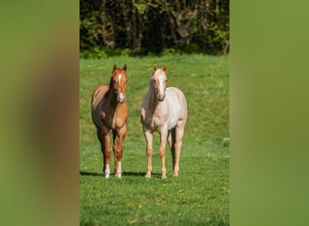 American Quarter Horse, Hengst, 1 Jahr, 154 cm, Palomino