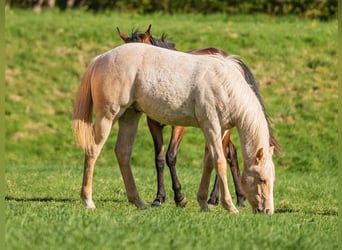 American Quarter Horse, Hengst, 1 Jahr, 154 cm, Palomino