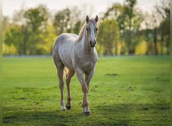 American Quarter Horse, Hengst, 1 Jahr, 154 cm, Palomino
