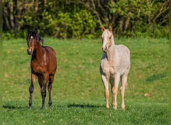 American Quarter Horse, Hengst, 1 Jahr, 154 cm, Palomino
