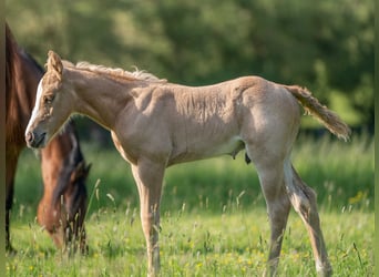 American Quarter Horse, Hengst, 1 Jahr, 154 cm, Palomino