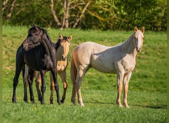 American Quarter Horse, Hengst, 1 Jahr, 154 cm, Palomino