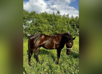 American Quarter Horse, Hengst, 1 Jahr, 154 cm, Rappe