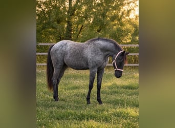 American Quarter Horse, Hengst, 1 Jahr, 154 cm, Roan-Blue