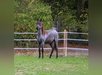 American Quarter Horse, Hengst, 1 Jahr, 154 cm, Roan-Blue
