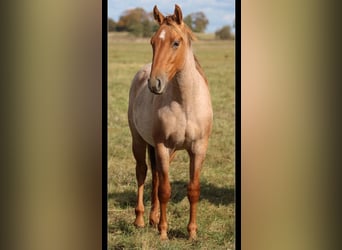 American Quarter Horse, Hengst, 1 Jahr, 154 cm, Roan-Red