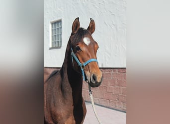 American Quarter Horse, Hengst, 1 Jahr, 155 cm, Brauner