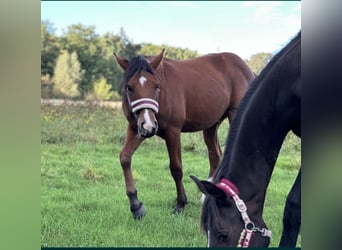 American Quarter Horse Mix, Hengst, 1 Jahr, 155 cm, Brauner