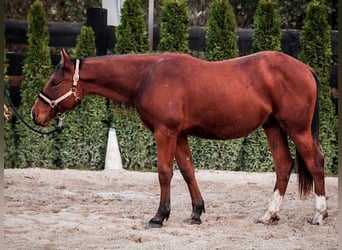 American Quarter Horse Mix, Hengst, 1 Jahr, 155 cm, Brauner