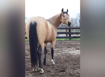 American Quarter Horse Mix, Hengst, 1 Jahr, 155 cm, Brauner