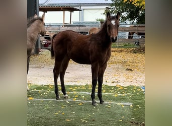 American Quarter Horse, Hengst, 1 Jahr, 155 cm, Brauner