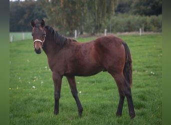 American Quarter Horse, Hengst, 1 Jahr, 155 cm, Brauner