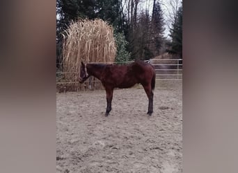 American Quarter Horse, Hengst, 1 Jahr, 155 cm, Brauner