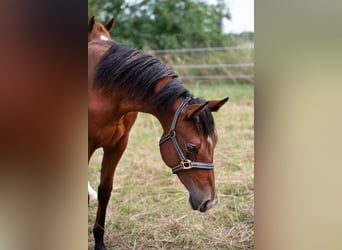 American Quarter Horse, Hengst, 1 Jahr, 155 cm, Brauner
