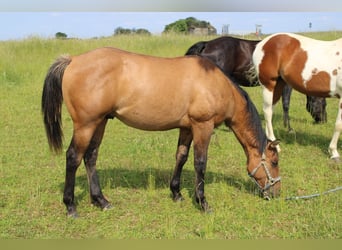 American Quarter Horse, Hengst, 1 Jahr, 155 cm, Braunfalbschimmel