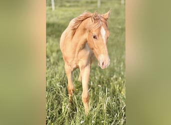 American Quarter Horse, Hengst, 1 Jahr, 155 cm, Champagne