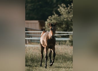 American Quarter Horse, Hengst, 1 Jahr, 155 cm, Dunkelbrauner