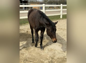 American Quarter Horse, Hengst, 1 Jahr, 155 cm, Dunkelbrauner