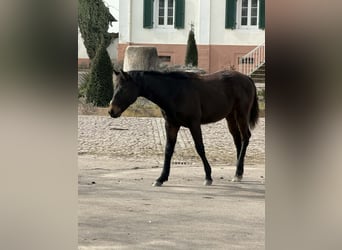 American Quarter Horse, Hengst, 1 Jahr, 155 cm, Dunkelbrauner