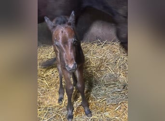 American Quarter Horse, Hengst, 1 Jahr, 155 cm, Dunkelbrauner