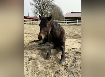 American Quarter Horse, Hengst, 1 Jahr, 155 cm, Dunkelbrauner