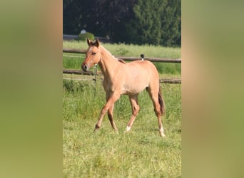 American Quarter Horse, Hengst, 1 Jahr, 155 cm, Falbe