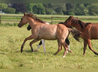 American Quarter Horse, Hengst, 1 Jahr, 155 cm, Falbe