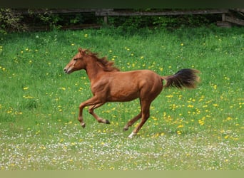 American Quarter Horse, Hengst, 1 Jahr, 155 cm, Fuchs