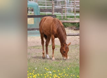 American Quarter Horse, Hengst, 1 Jahr, 155 cm, Fuchs