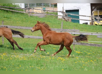 American Quarter Horse, Hengst, 1 Jahr, 155 cm, Fuchs
