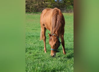 American Quarter Horse, Hengst, 1 Jahr, 155 cm, Fuchs