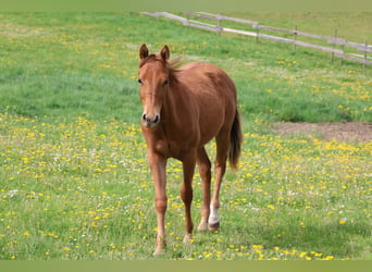 American Quarter Horse, Hengst, 1 Jahr, 155 cm, Fuchs