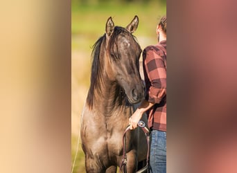 American Quarter Horse, Hengst, 1 Jahr, 155 cm, Grullo
