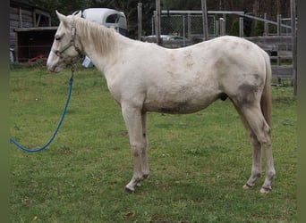 American Quarter Horse, Hengst, 1 Jahr, 155 cm, Palomino