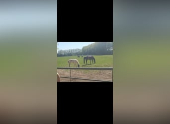 American Quarter Horse, Hengst, 1 Jahr, 155 cm, Perlino
