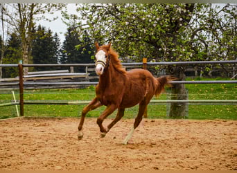 American Quarter Horse, Hengst, 1 Jahr, 155 cm, Rabicano