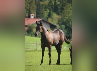 American Quarter Horse, Hengst, 1 Jahr, 155 cm, Rappe