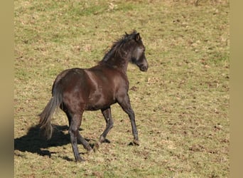 American Quarter Horse, Hengst, 1 Jahr, 155 cm, Rappe