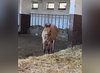 American Quarter Horse, Hengst, 1 Jahr, 155 cm, Red Dun