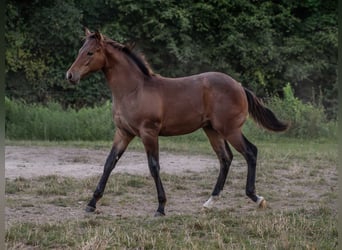 American Quarter Horse, Hengst, 1 Jahr, 155 cm, Roan-Bay