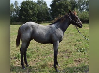 American Quarter Horse, Hengst, 1 Jahr, 155 cm, Roan-Blue