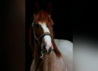 American Quarter Horse, Hengst, 1 Jahr, 155 cm, Roan-Red
