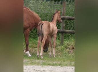 American Quarter Horse, Hengst, 1 Jahr, 156 cm, Falbe